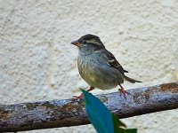 DSC01030-Spatz--1-fc