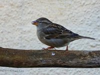 DSC01187-Spatz.jpg-fc