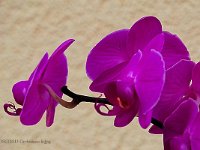 DSC02113-Orchideen-fc