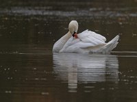 DSC 6255.-Schwan-fc