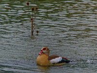 DSC 6292 Nilgans-fc