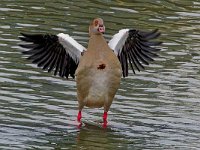 DSC 6314 Nilgans-fc