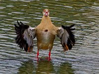 DSC 6318 Nilgans-fc