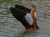 DSC 6332 Nilgans-fc