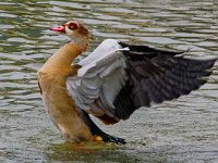 DSC 6336 Nilgans-fc