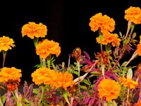 DSC 6345 Blumen-fc