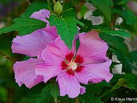 DSC00007 Hibiskus-fc