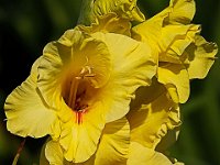 DSC00063 Gladiole-fc