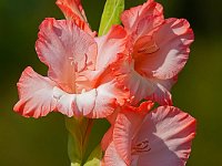 DSC00064 Gladiole-fc