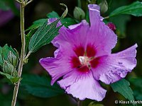 DSC00104 Hibiskus-fc