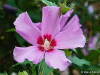 DSC00168 Hibiskus-fc