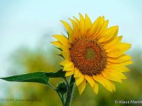 DSC00195 Sonnenblume-fc