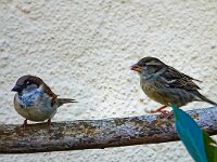DSC01040 Spatz-2-fc