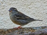 DSC01053-Spatz--3--fc