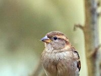 DSC01603 Spatz-fc