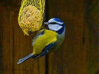 DSC 8929 Blaumeise-fc