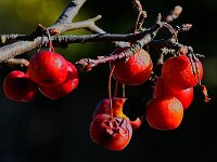 DSC 9671-rote-Beeren-fc