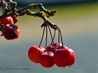 DSC 9674 rote-Beeren.-fcjpg