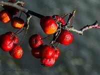 DSC 9679 rote-Beeren-fc