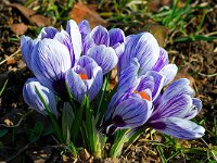 DSC 9710 Krokusse-fc-jpg