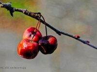 DSC 9727 rote-Beere-fcn