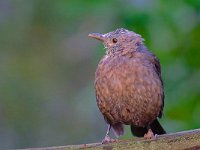 DSC 3082 Amsel-fc