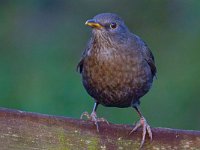 DSC 3103 Amsel-fc