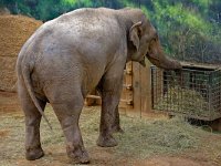 DSC 4691-Elefant-fc