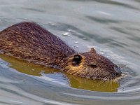 DSC 5501 Nutria-fc