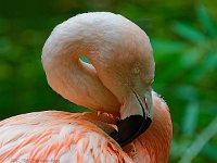 DSC 7087 Flamingo-fcjpg