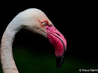 DSC 6801 Flamingo-Portr-fc