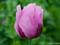 DSC 8909 lila-Mohn-fc