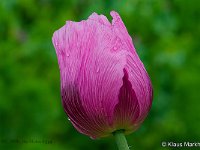 DSC 8930 lila-Mohn-fc