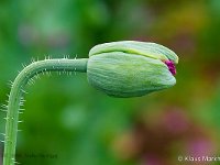 DSC 8946 Mohn-lila-fc