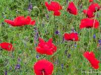 DSC 8978 roter-mohn-fc