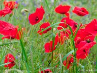 DSC 8989 roter-mohn-fc