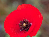 DSC 9029 roter-mohn-fc