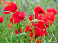 DSC 9040 roter-mohn-fc