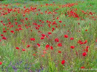 DSC 9050 roter-mohn-fc