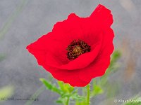 DSC 9053 roter-mohn-fc