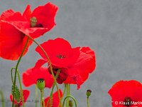 DSC 9062 roter-mohn-fc