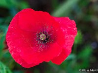 DSC 9067 roter-mohn-fc