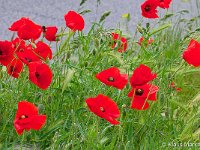 DSC 9079 roter-mohn-fc