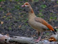 DSC 0414 Nilgans-fc