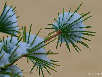 DSC 5470 Zweig-m-Schnee-fc