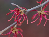 DSC 6453 Hamamelis-rot-fc