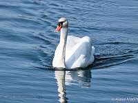 DSC 6672 Hoeckerschwan-fc