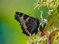 DSC 6647-Schmetterling-fc