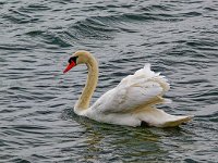 DSC 1756 Schwan-2-fc