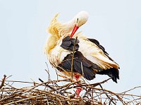 DSC 6296-Storch-fc